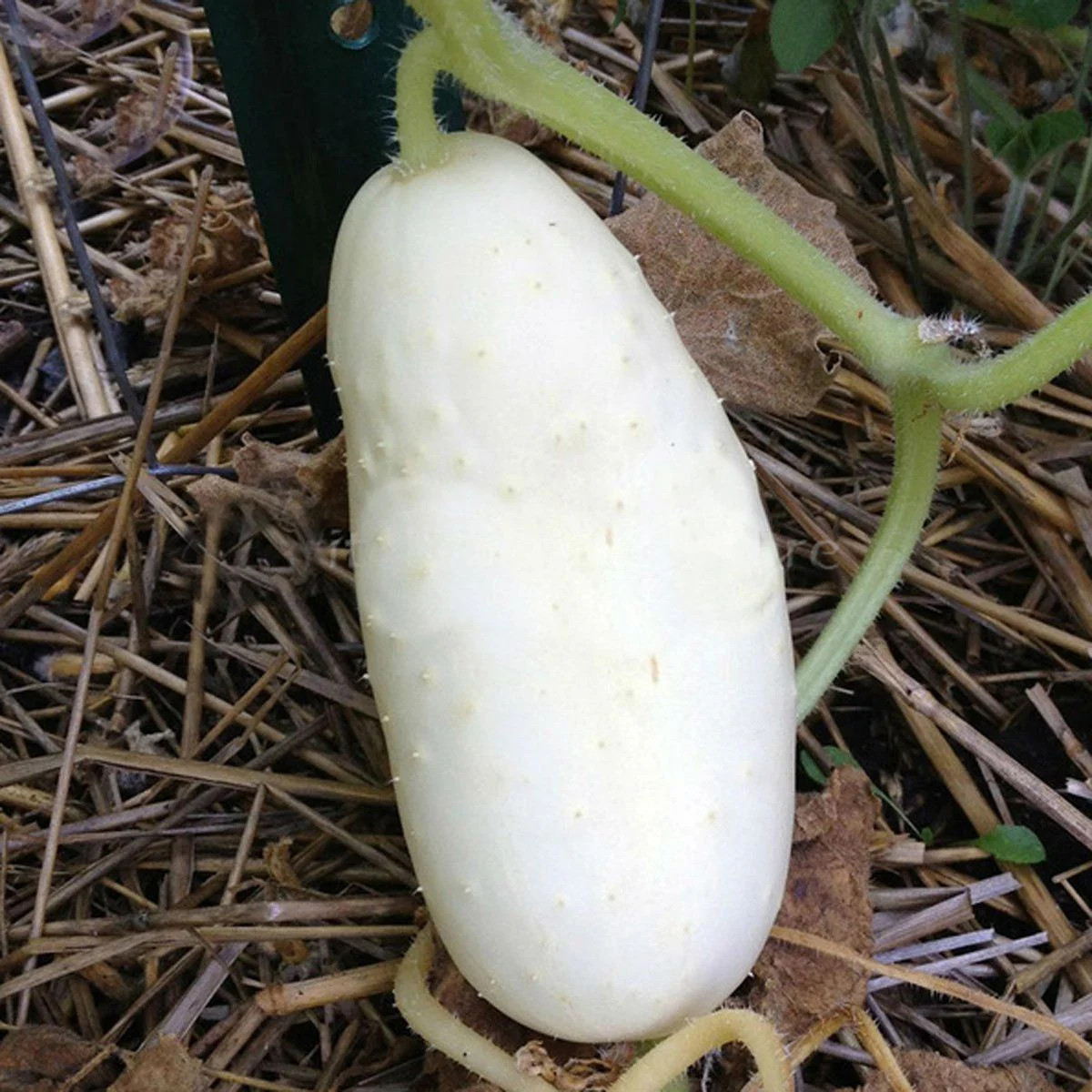 White Wonder Cucumber Seeds | Albino Ivory King Cucumbers Pickle Seed Fresh 2024