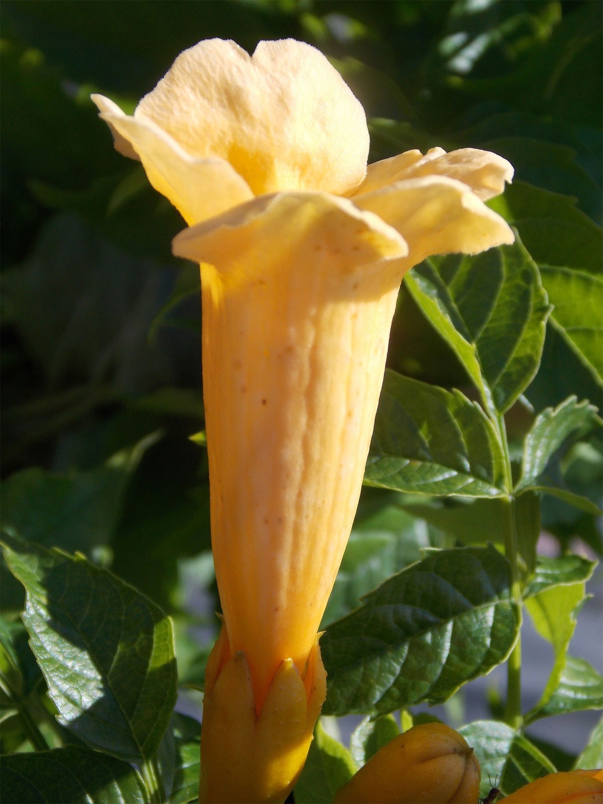 Campsis radicans Flava | Yellow Trumpet Vine | 20_seeds