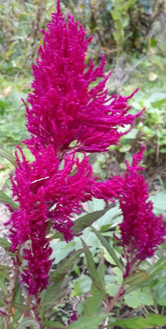 celosia pampas plume, feather mix 25+ Seeds