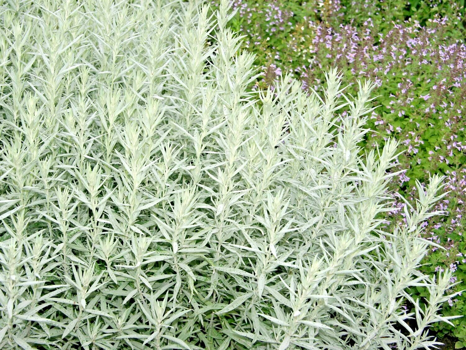 300+PRAIRIE SAGE Flower seeds White Sagebrush Perennial Native Wildflower smudge