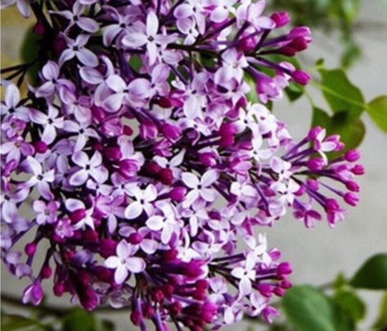 20 SEEDS for WHITE/PURPLE LILAC rare flowering exotic plant bush USA Seller