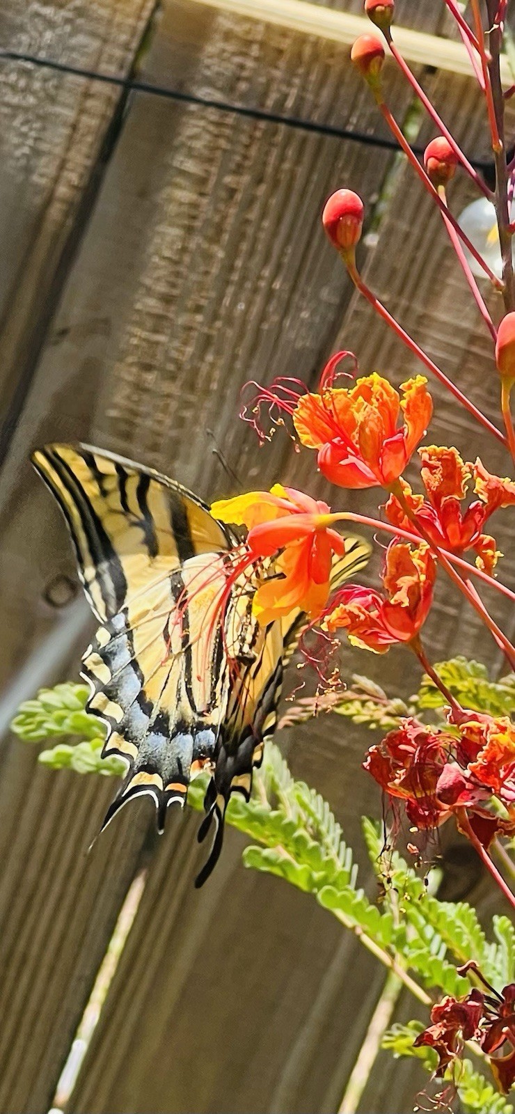 Pride of Barbados Mexican Bird of Paradise Seeds. 12 Seeds.