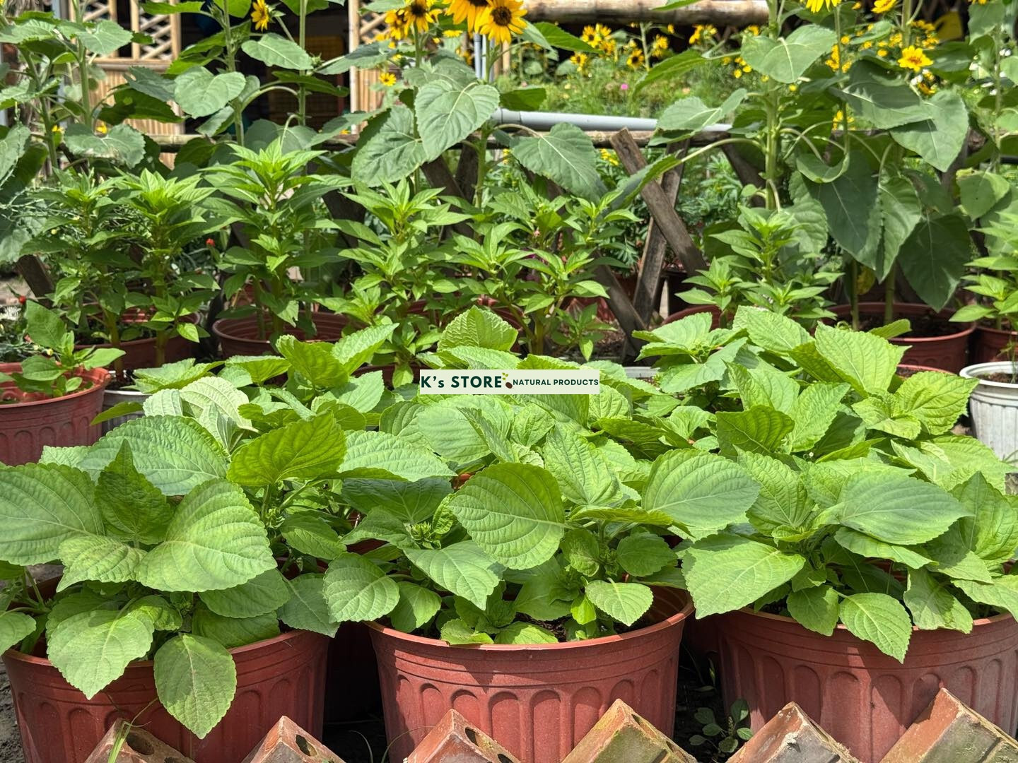 KOREAN SHISO HERD SEEDS (PERILLA), RAU MÈ HÀN QUỐC, 들깨 깻잎, 朝鮮紫蘇 シソ K’s