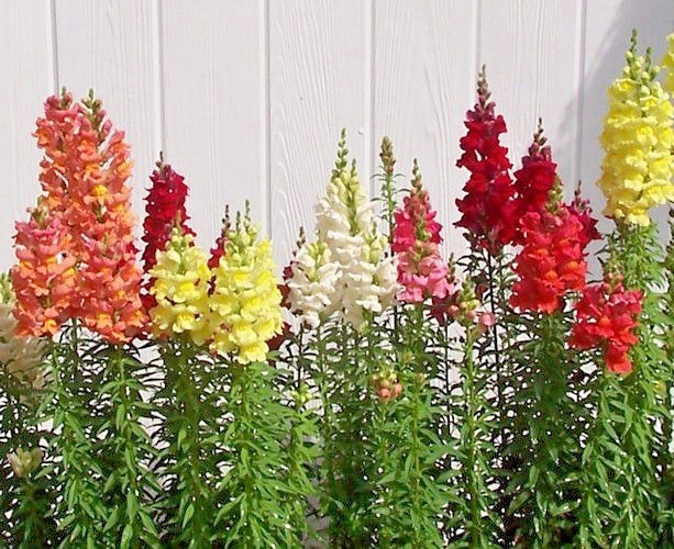 2001+SNAPDRAGON TETRA MIX Flower Seeds Spring Fall Garden Patio Container Easy