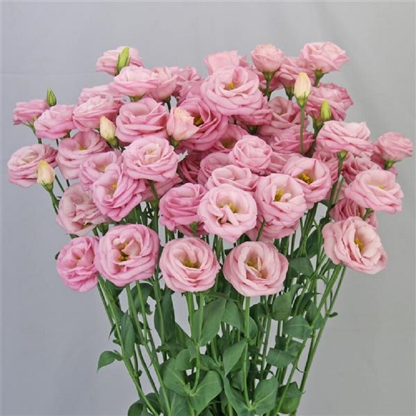 Lisianthus Seeds Lisianthus Arosa Light Pink Cut Flower Seeds 25 Seeds