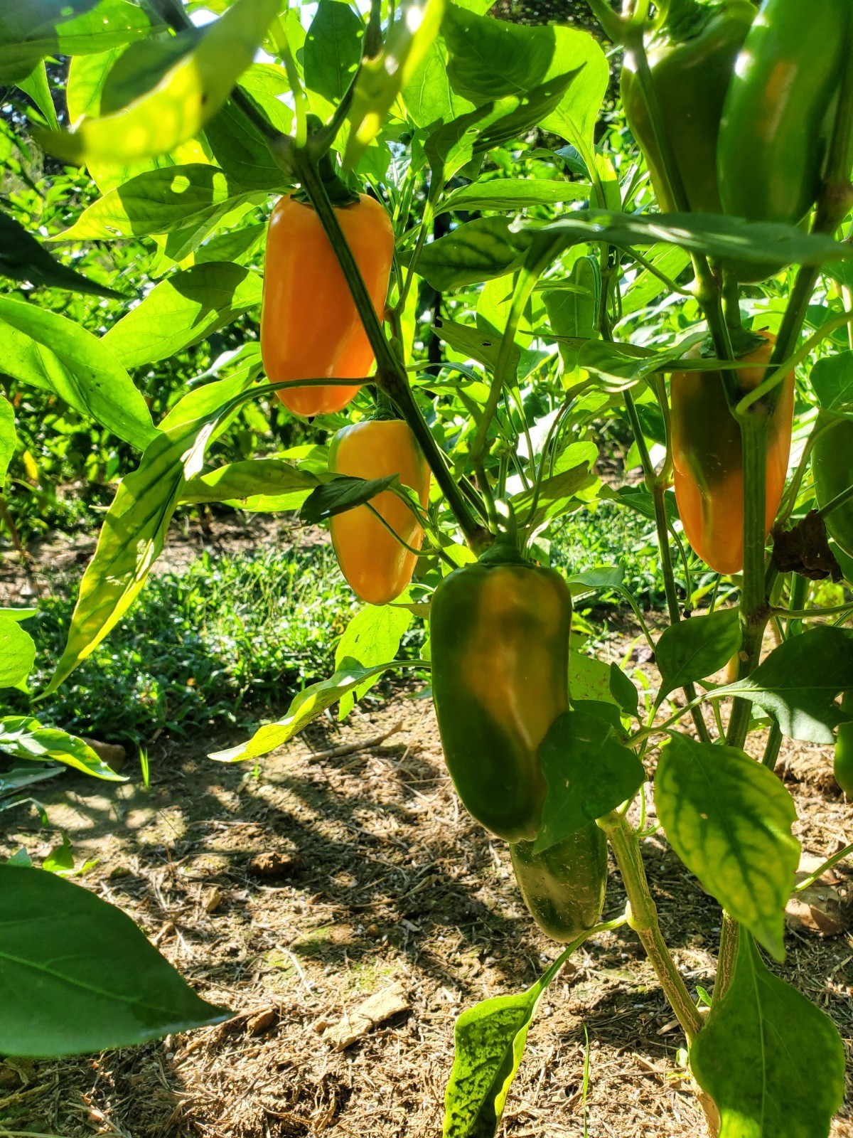 LUNCHBOX Sweet Bell Pepper 25+ Seeds – Great For Snacking! – From Tennessee