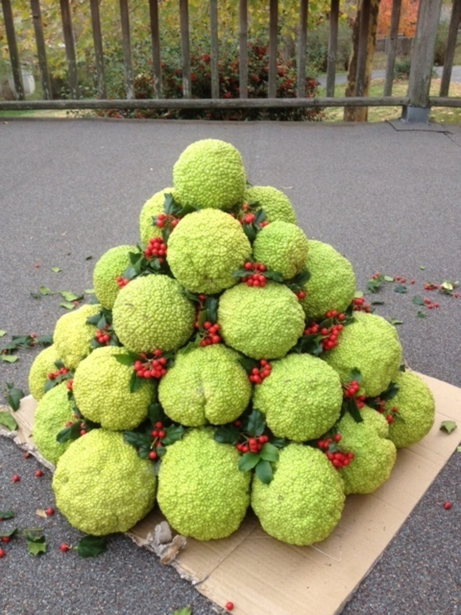 Hedge Apple Osage Orange Tree Seeds Horse Apple Monkey Maclura Ball Size: 10-100