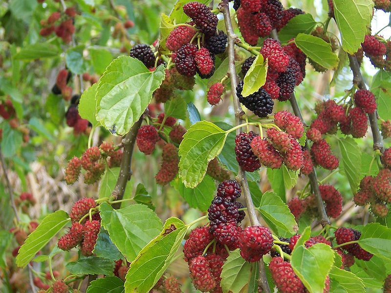 Black Mulberry, Morus nigra, Tree Seeds (Hardy, Edible)