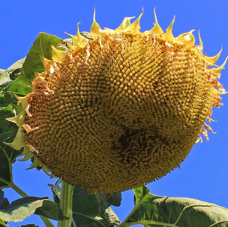 Sunflower GIANT TRIO MIX Mammoth Mongolian Skyscraper Heirloom Non-GMO 75 Seeds!