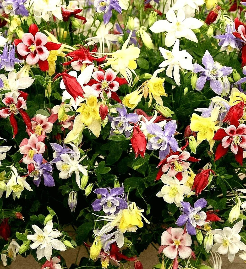 200+ MCKANA GIANTS COLUMBINE SEEDS —– PERENNIAL MIX —- BOLD COLORS