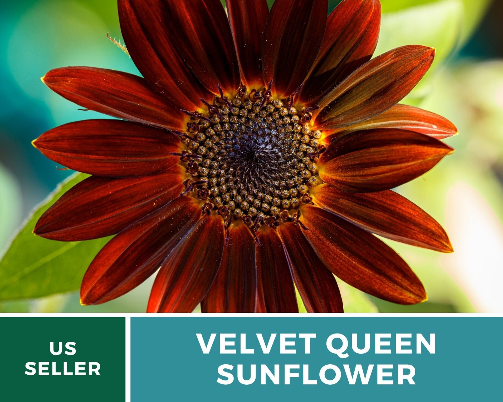 Sunflower, Velvet Queen – Heirloom Seeds – Fall Colors – Helianthus annuus
