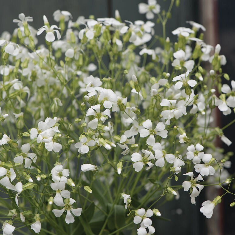 40 Saponaria Beauty Mix seeds