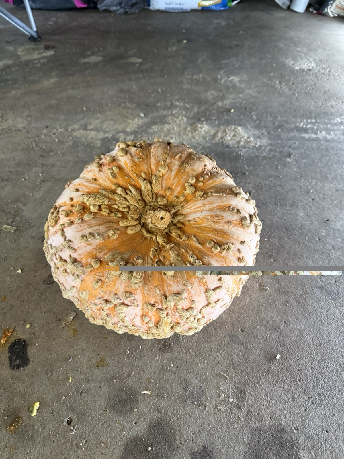 Seeds #8: Large Peanut Pumpkin. Orange/Cream. Unique Seeds (10 ct)