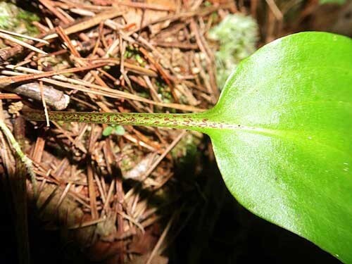 Hosta longipes var. longipes | Amagi Rock Hosta | 10 Seeds