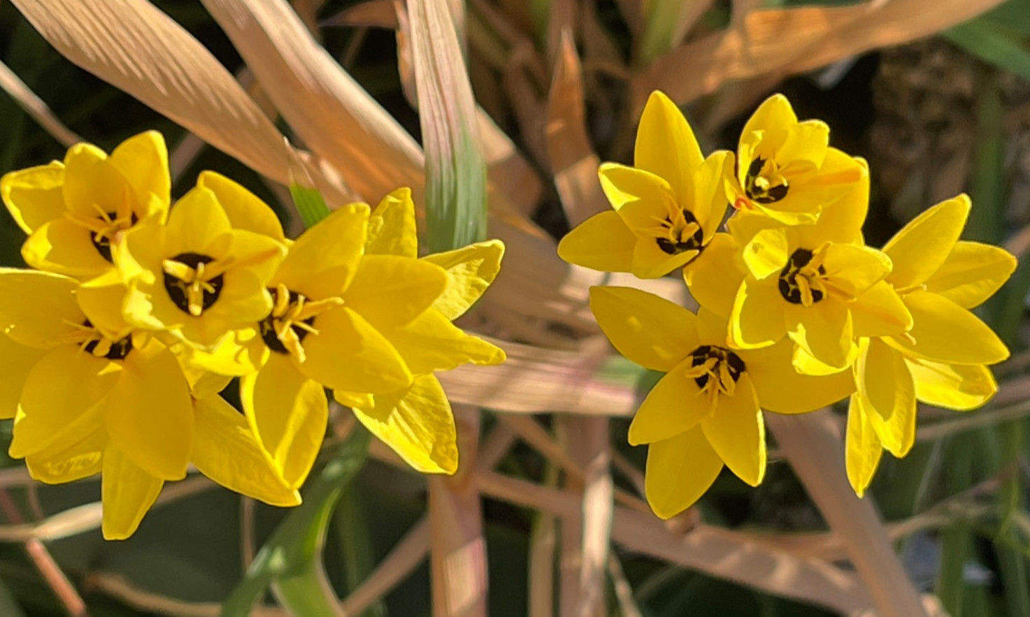 Bulbs C, CHOOSE 2: Ixia curta, longituba, maculata, etc., more