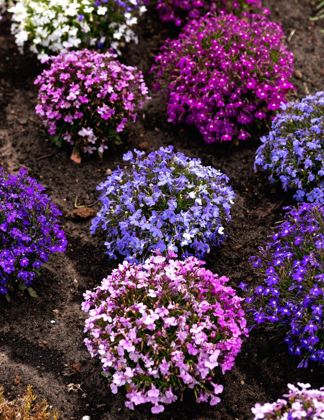 200 MIXED COLORS LOBELIA Regatta Lobelia Erinus Flower Seeds