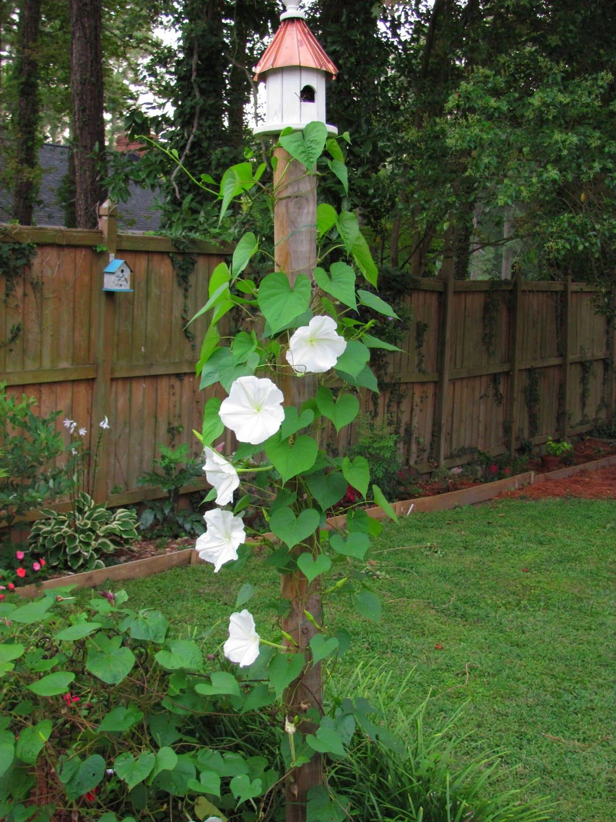 Moonflower Seeds | Giant Tropical White Morning Glory Vine Moon Flower Seed 2023