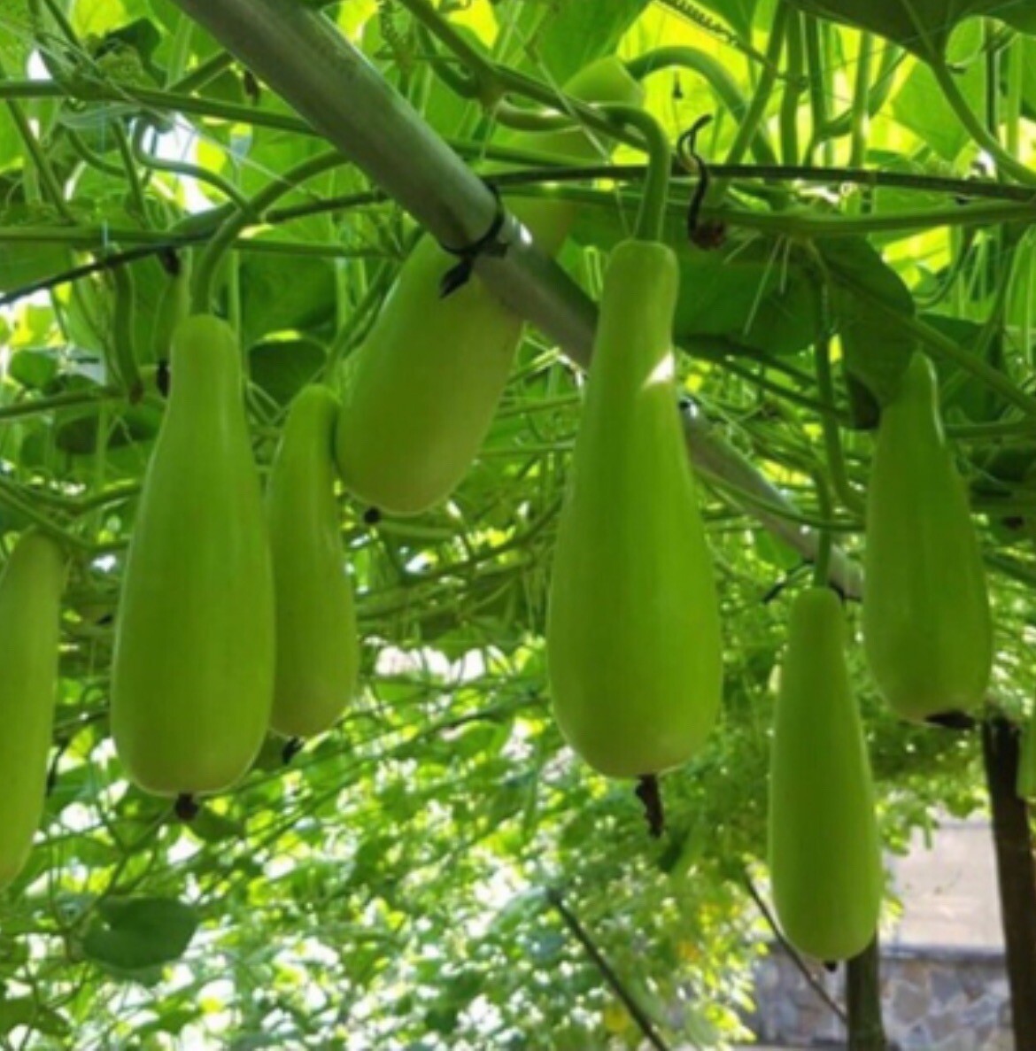 Bottle Gourd Seeds | Calabash Gourd, 20 Ct, Long Bottle Rare Seeds Hat Bau Xi
