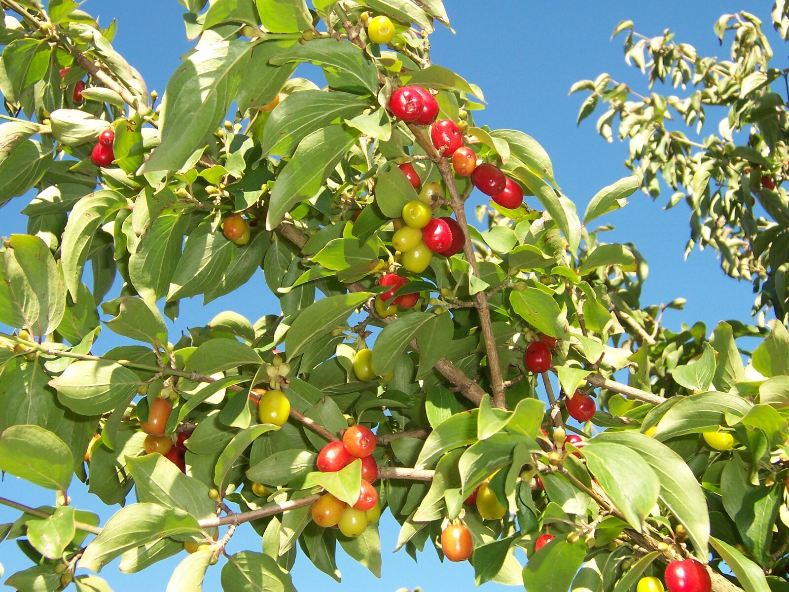 Cornelian Cherry (Cornus mas), 15 seeds