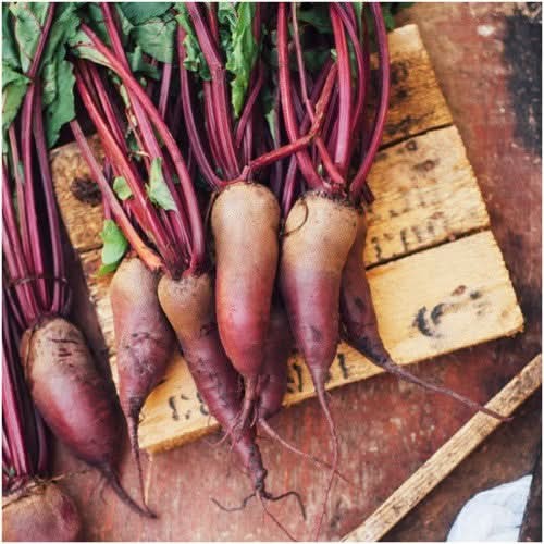 Cylindra Beet Seeds For Planting (Beta vulgaris)