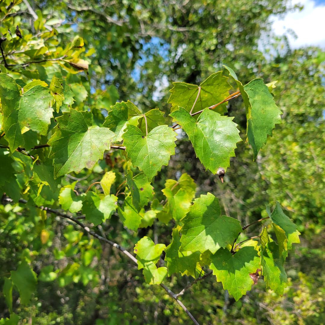 Southern Fox Grape | 25 Seeds | Vitis Rotundifolia | Florida Native | Ecotype