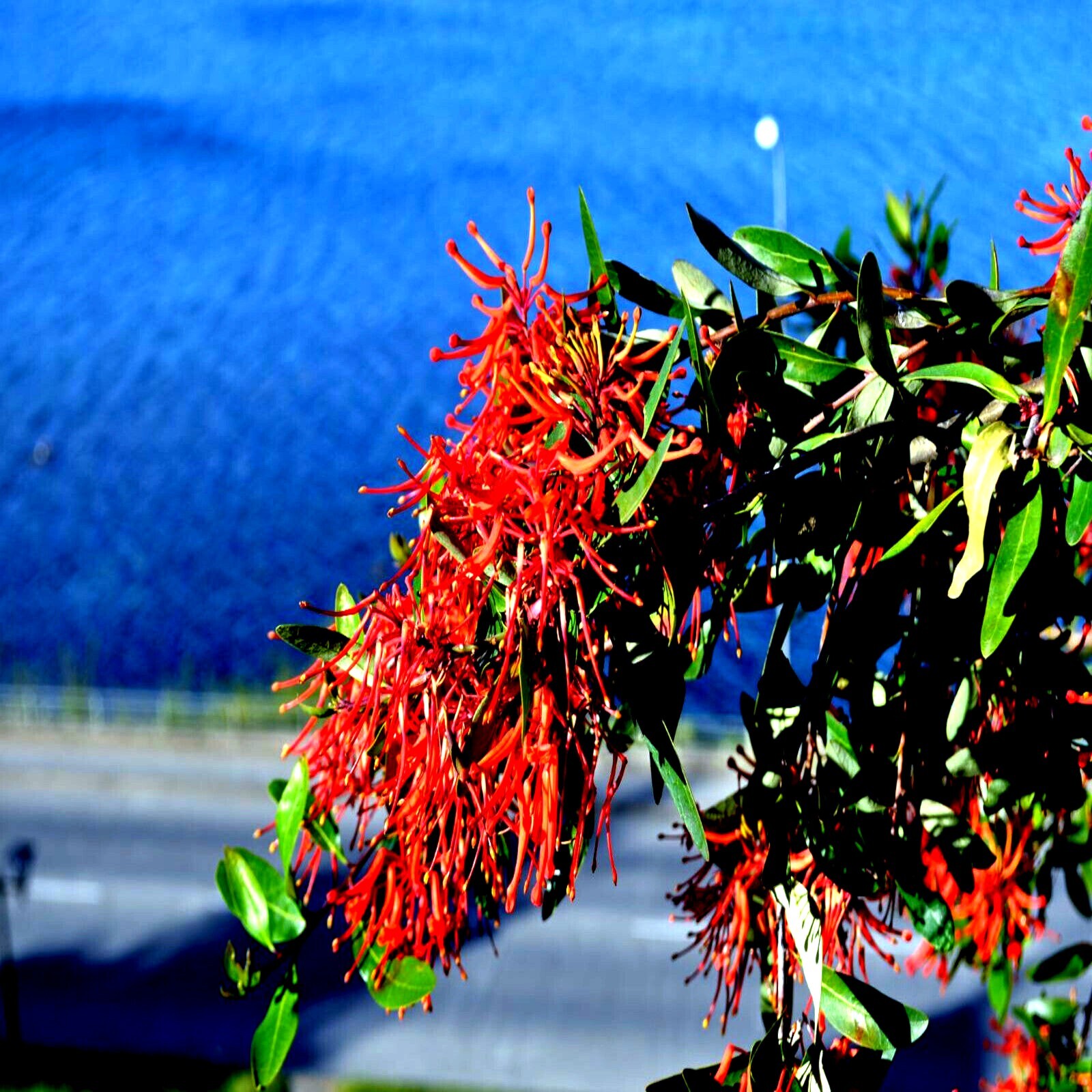 10 Chilean Firebush Tree Seeds Embothrium coccineum Flame Flower Plant RARE!