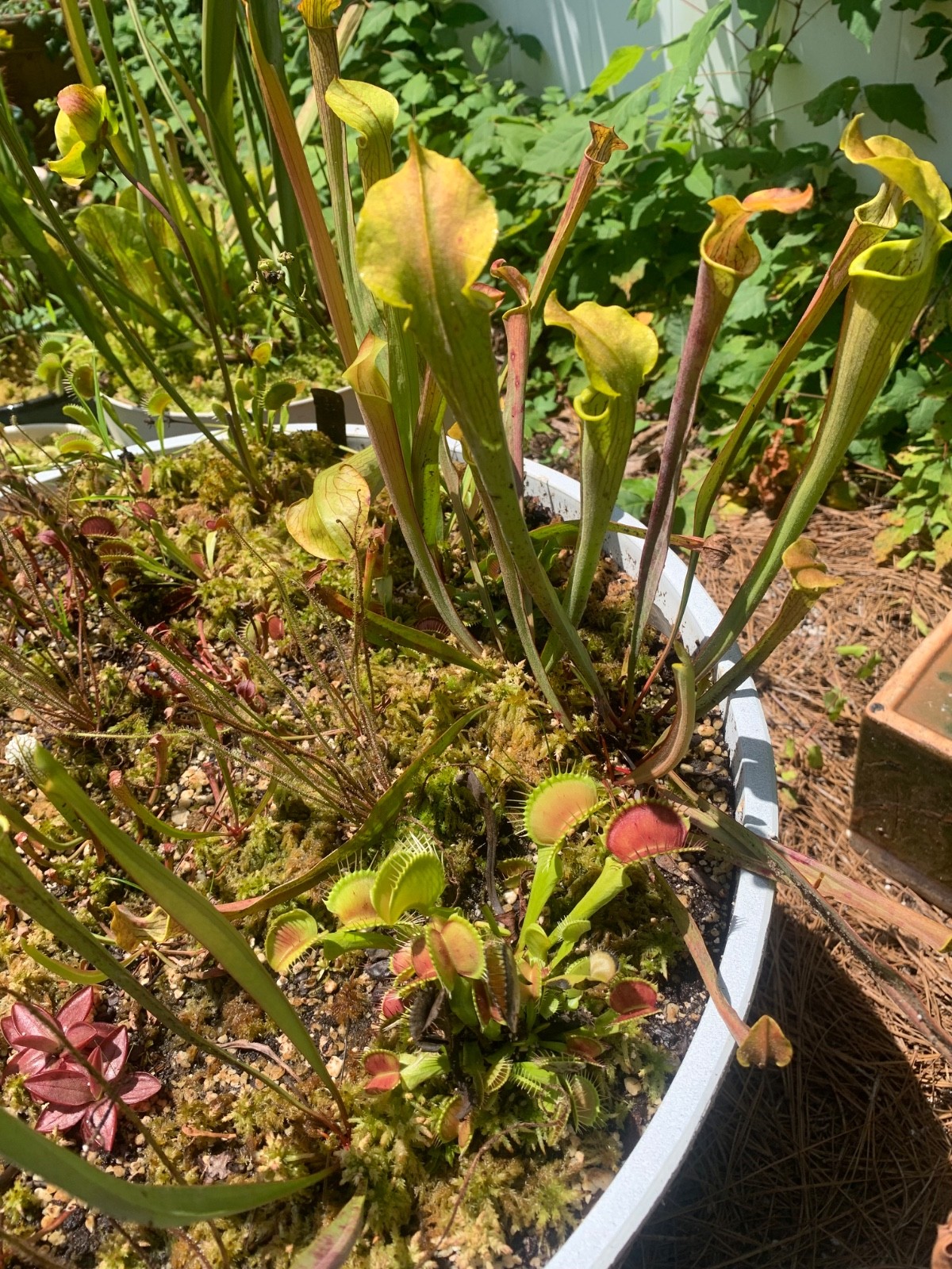 100+ Venus Flytrap seeds + Maxsea plant food