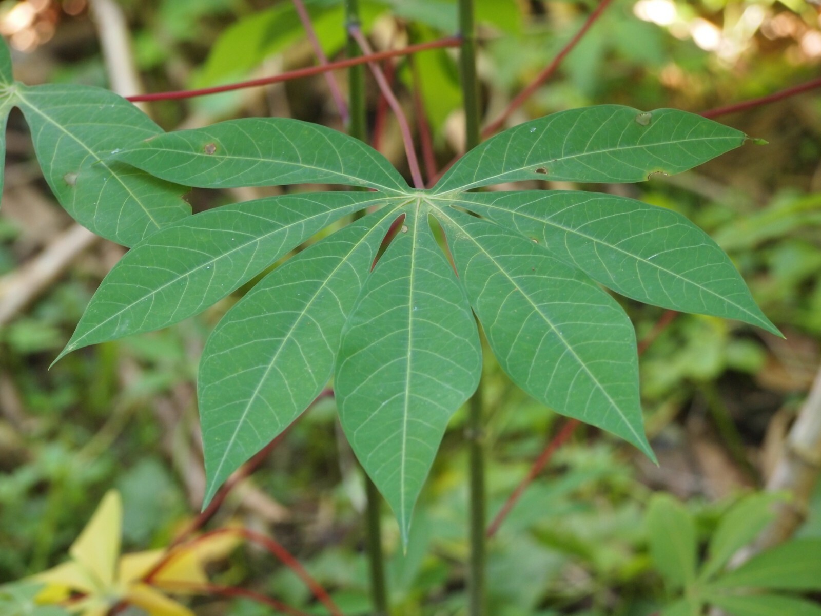 Manihot esculenta CASSAVA aka YUCA or TAPIOCA – Seeds!