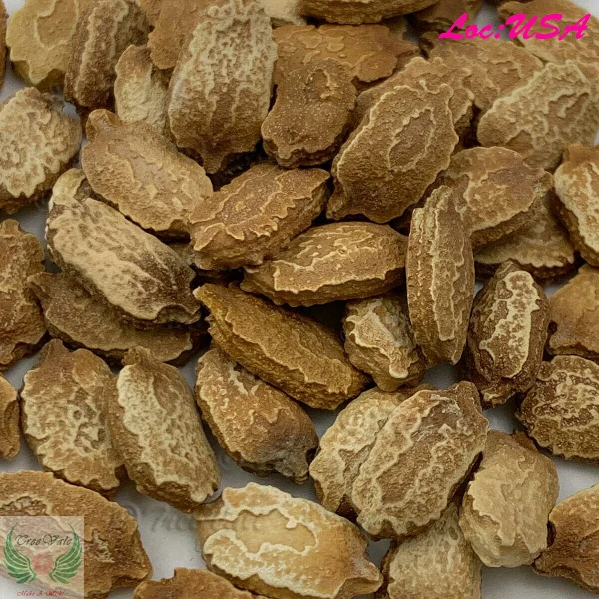 Bitter Gourd Seeds | Green Skin Long Bitter Gourd seeds | Bitter melon Seeds