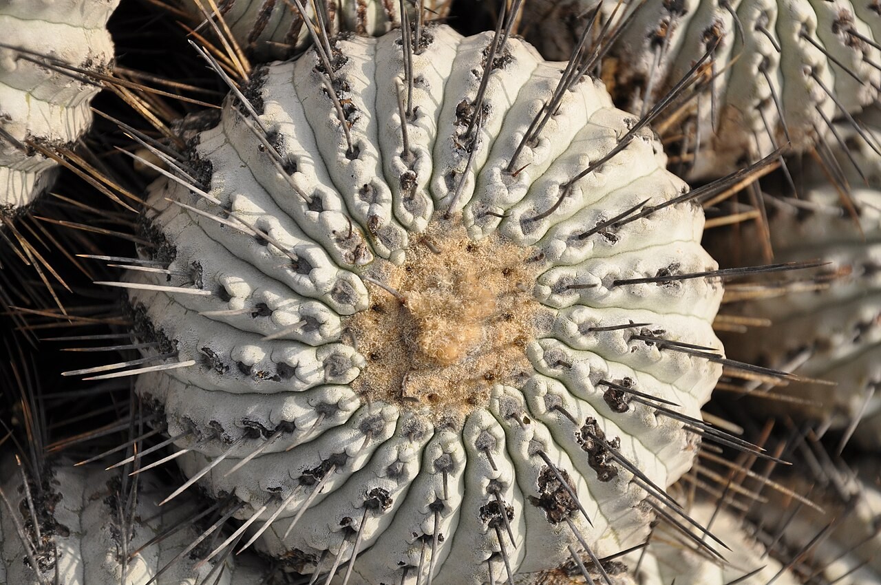 (10) Copiapoa dealbata Seeds USA Seller