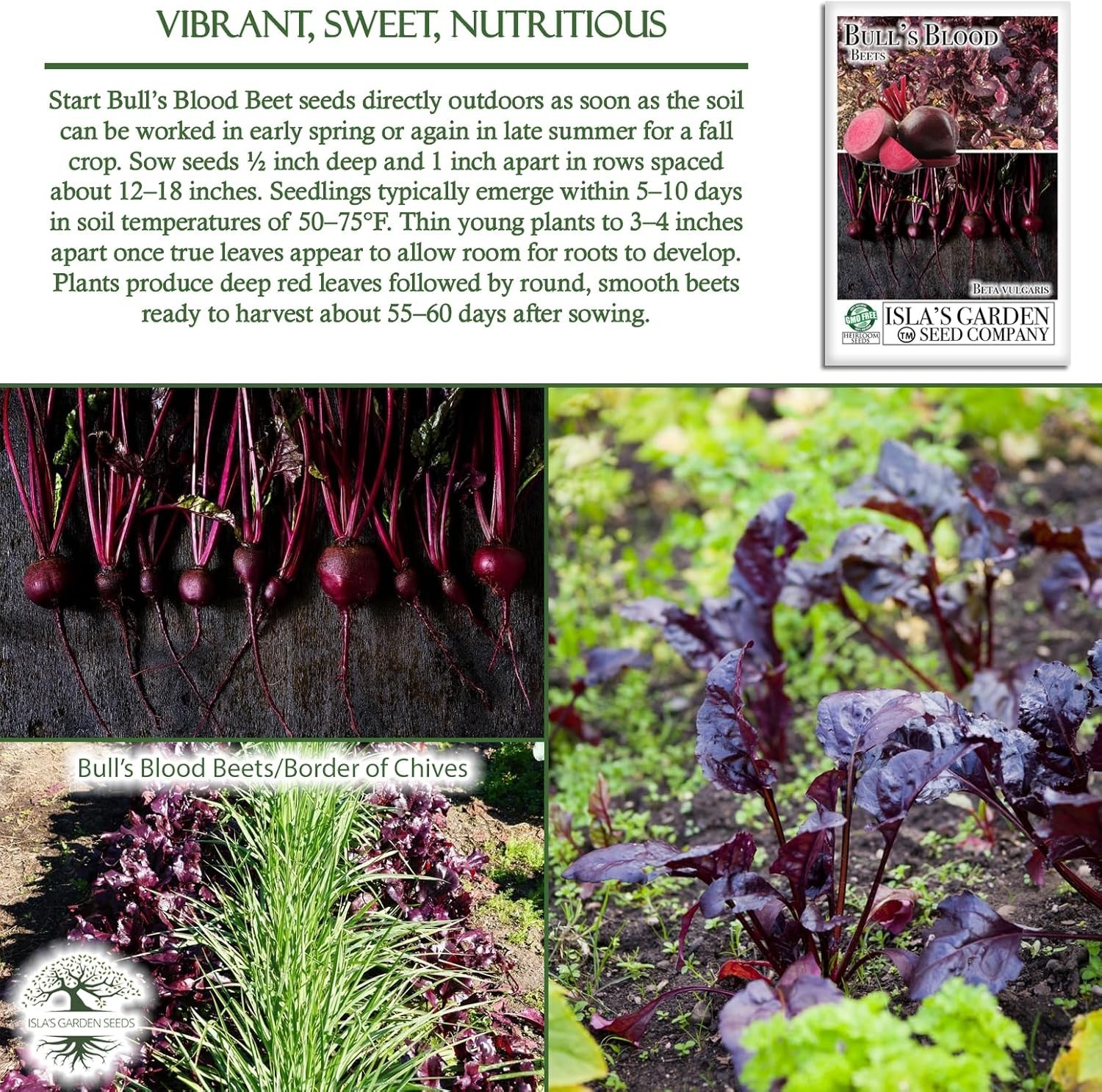 Deep Red Bull’s Blood Beet Seeds – 100+ Perfect for Healthy Salads & Microgreens