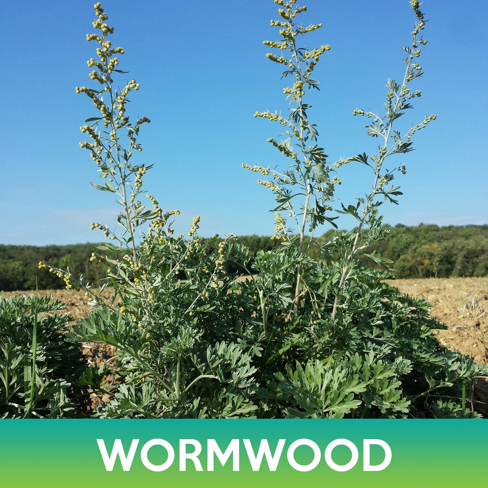 Wormwood Seeds, Artemisia absinthium