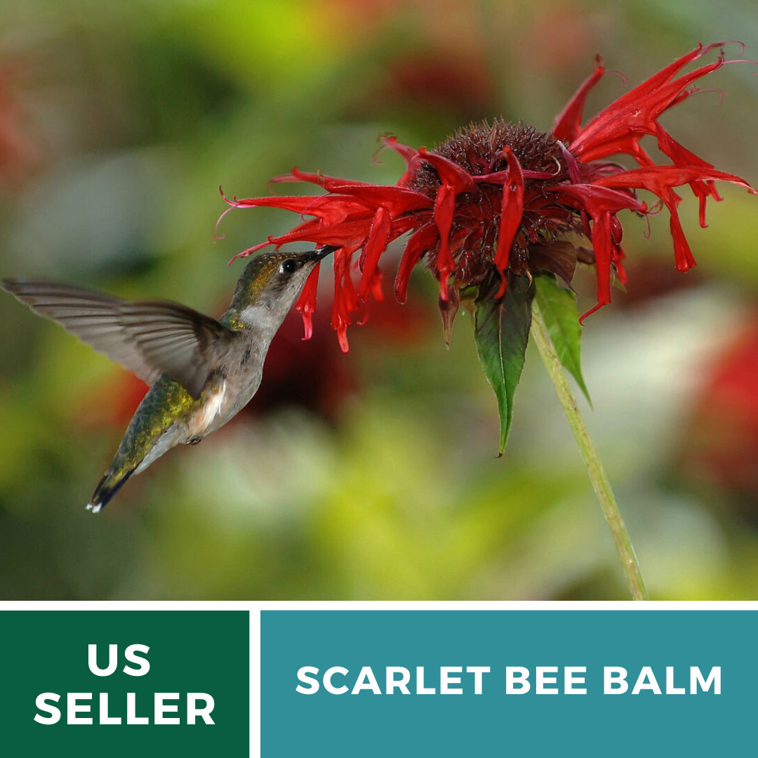 Bee Balm, Scarlet Bergamot – 20 Seeds, Heirloom Herb (Monarda didyma)