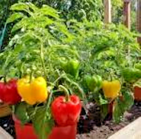 50 + Big Organic RED ORANGE YELLOW GREEN* Bell SWEET Pepper Seeds MIXTURE