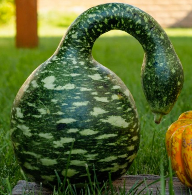 Gourd BIRDHOUSE MIX Martinhouse, Birdhouse, Speckled Swan DIY 3 Packs=50 Seeds!