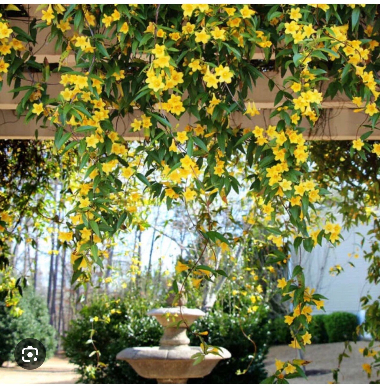 MARGARITA CAROLINA JESSAMINE~Yellow Jasmine~Gelsemium sempervirens~STARTER PLANT