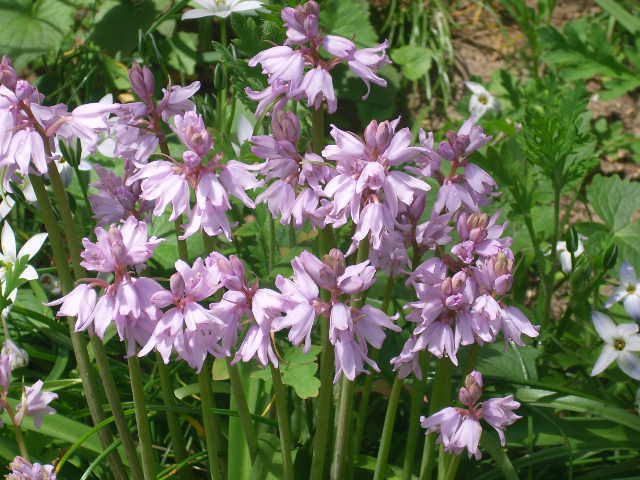 50 WOOD HYACINTH SEEDS / SPANISH BLUEBELL – pretty white , blue + pink blooms