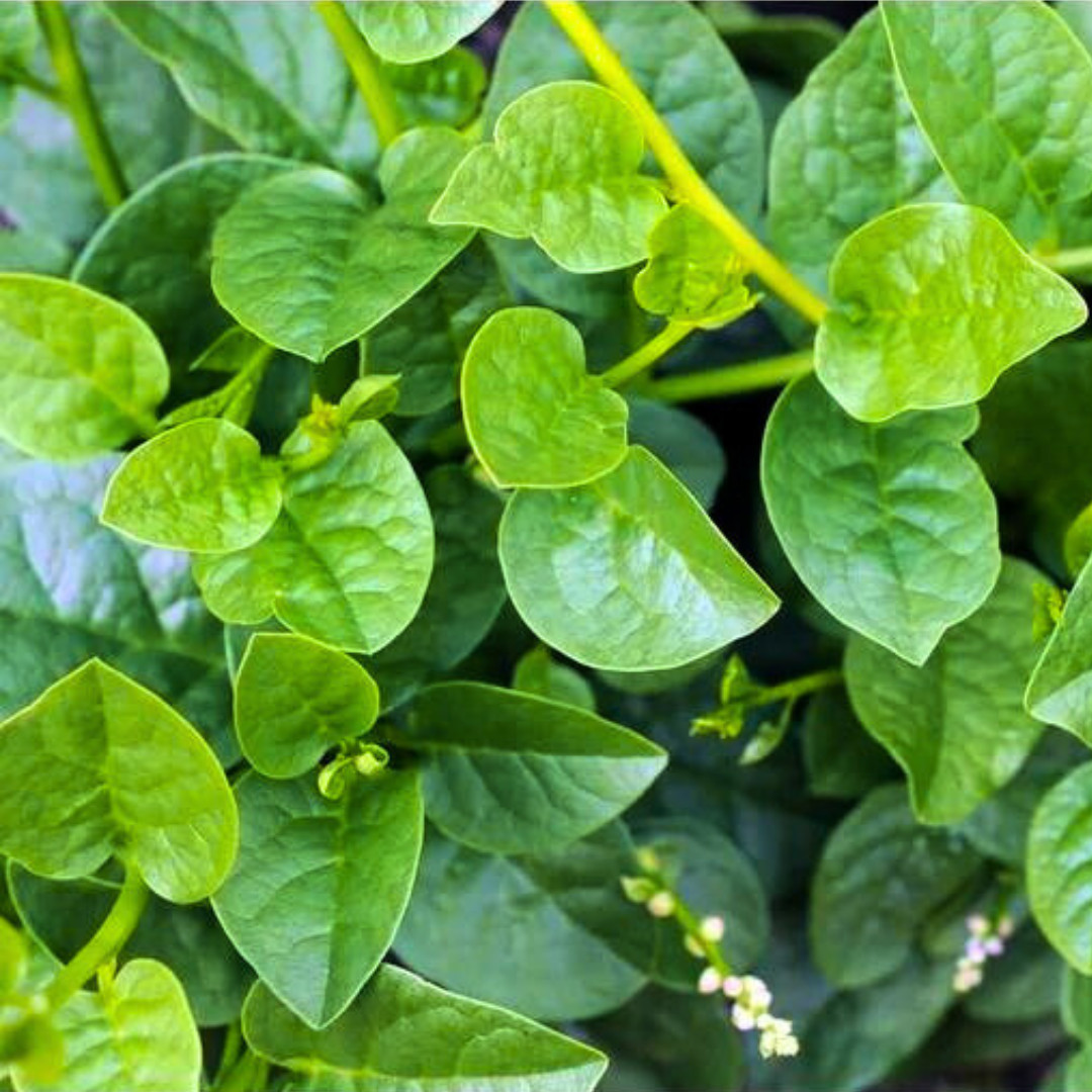 Fresh Green Malabar Spinach Seed | Mong Toi | Heirloom Non-GMO | Asian Vegetable