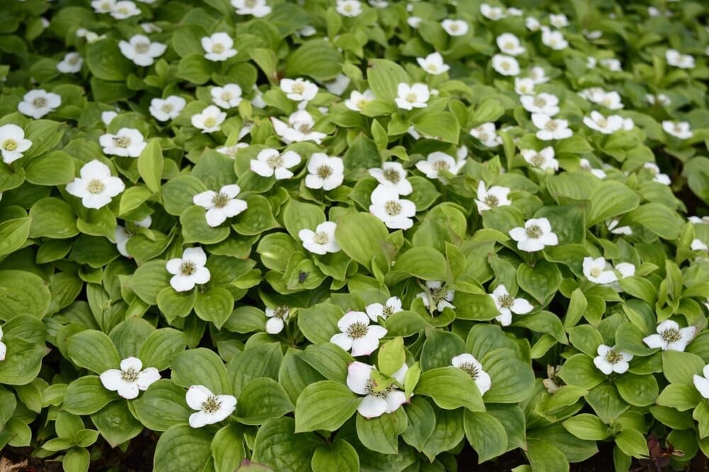 30 Bunchberry Bush Seeds for Planting – Cornus Canadensis – Bunchberry Dogwood