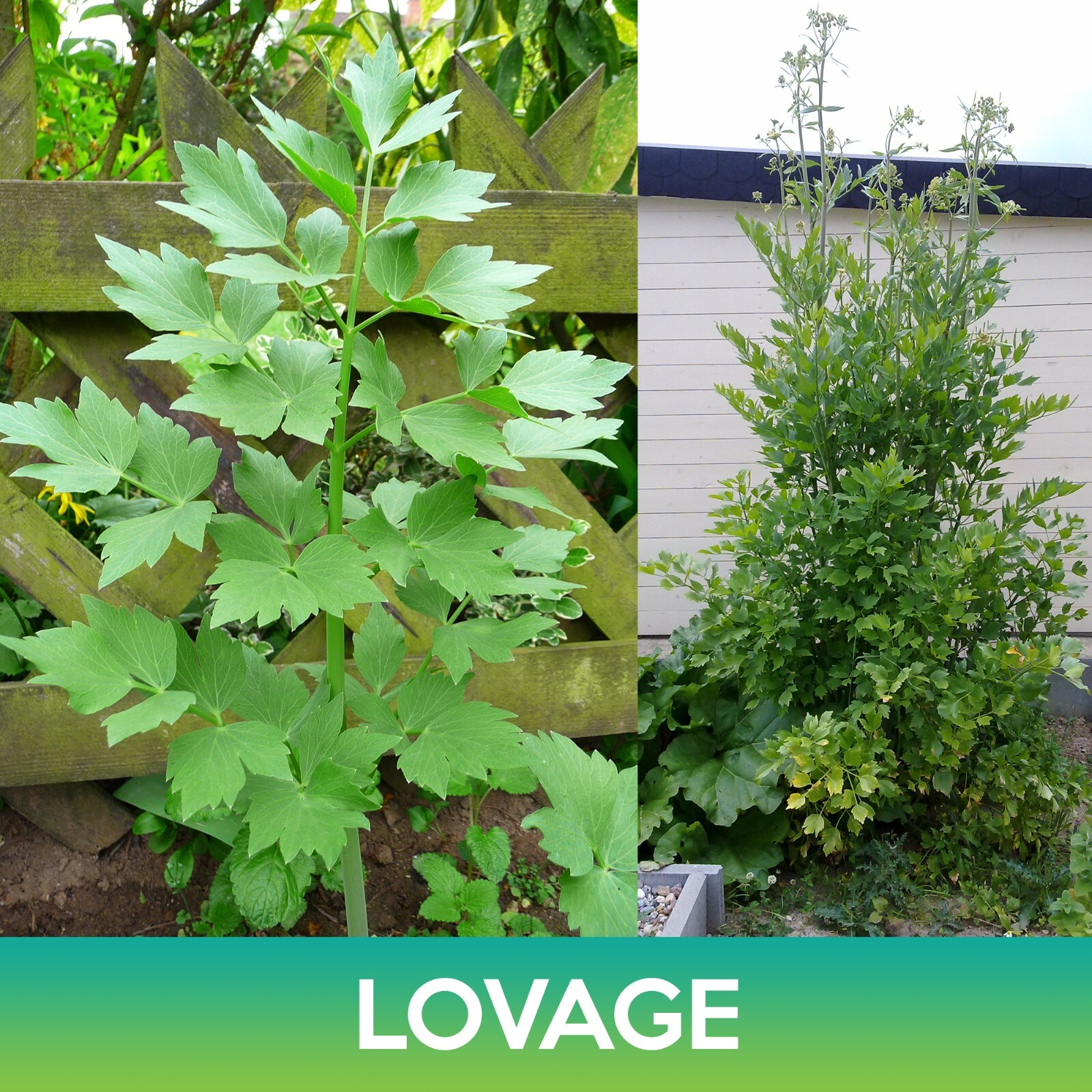 Lovage Seeds, Levisticum officinale