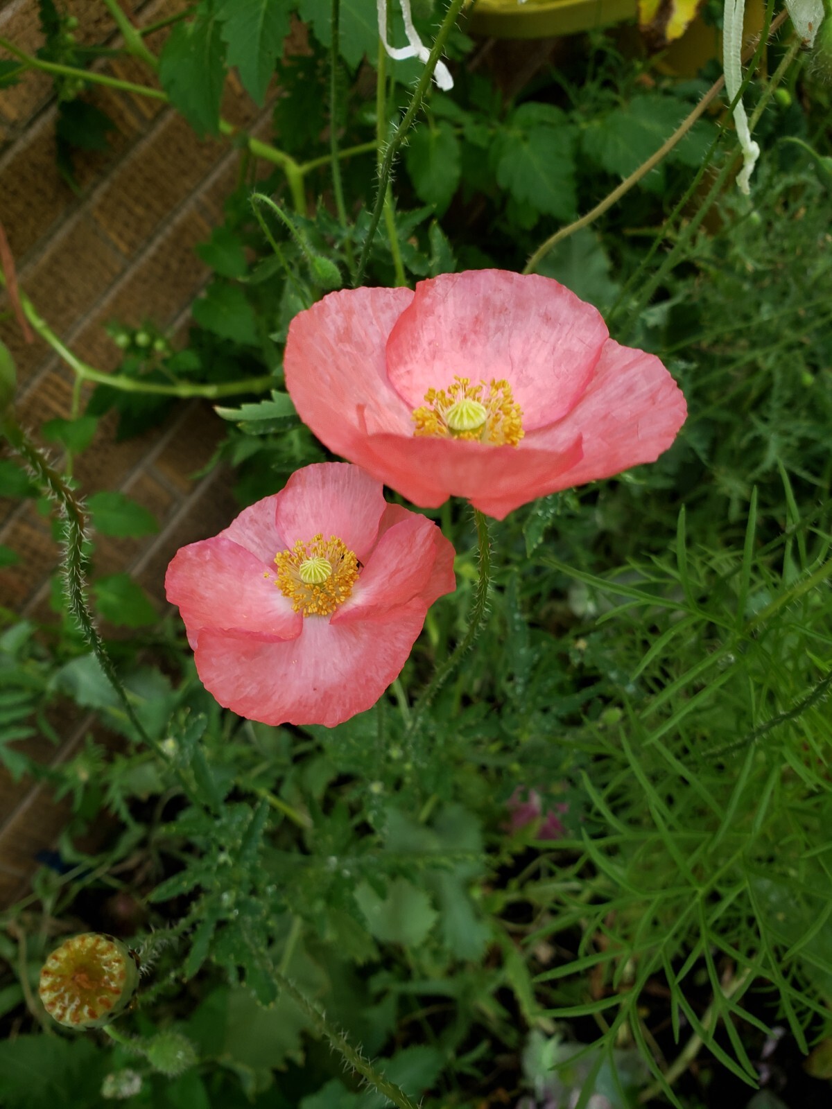 Mixed Poppy Seeds Several Varieties 100-200 Count *Free Shipping*