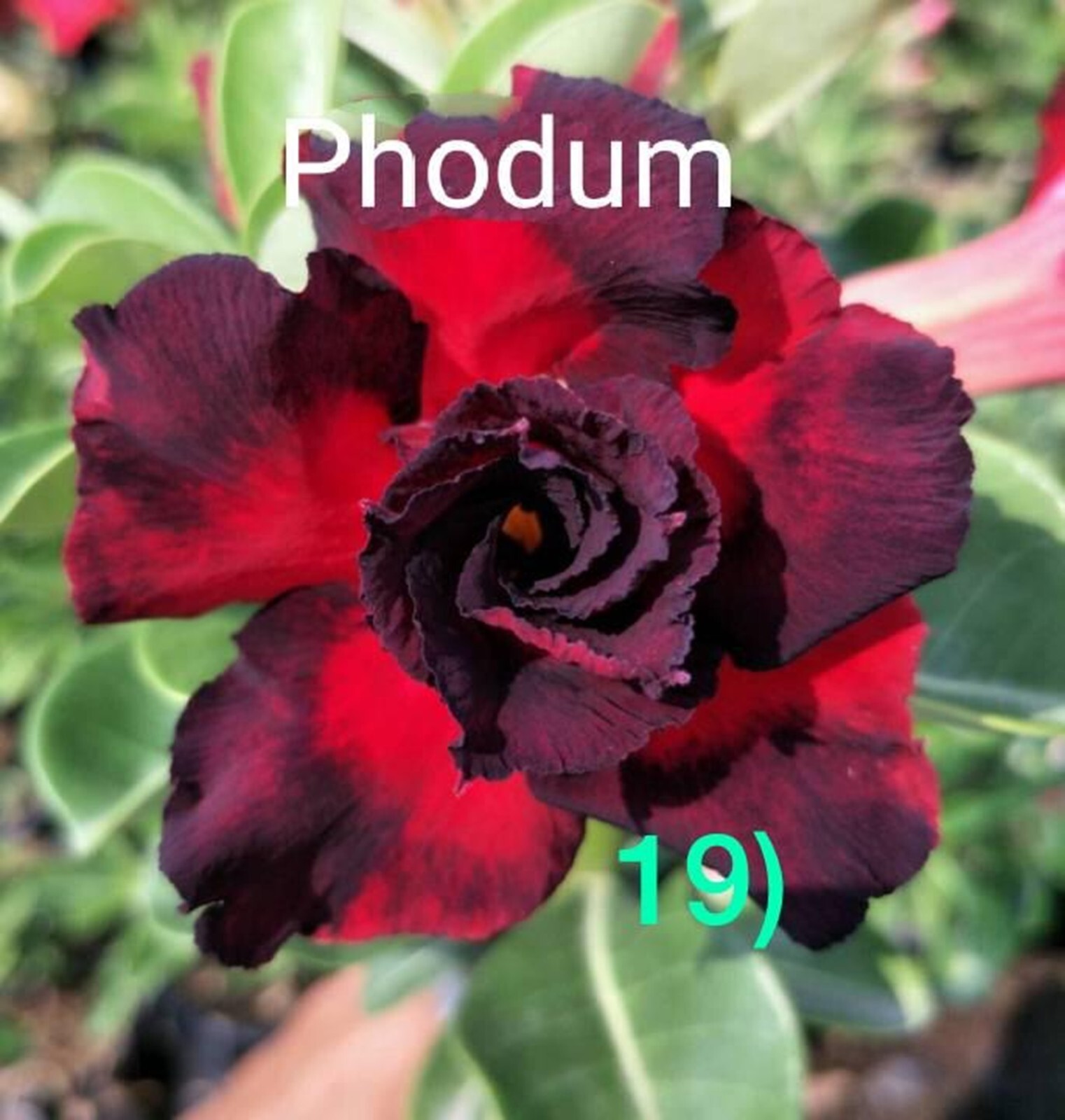 4 Phodum Desert Rose Seeds Adenium Obesum Flower Perennial Seed US SELLER
