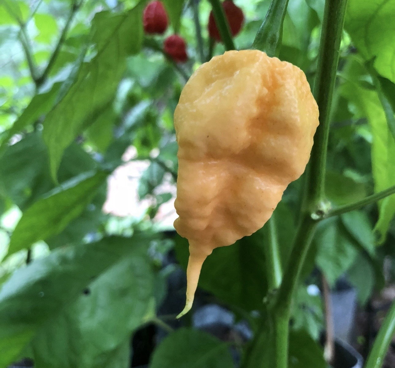 5 Pepper Plants Per Container!! Ready To Ship. All Types!! Epic, Popular, Rare!