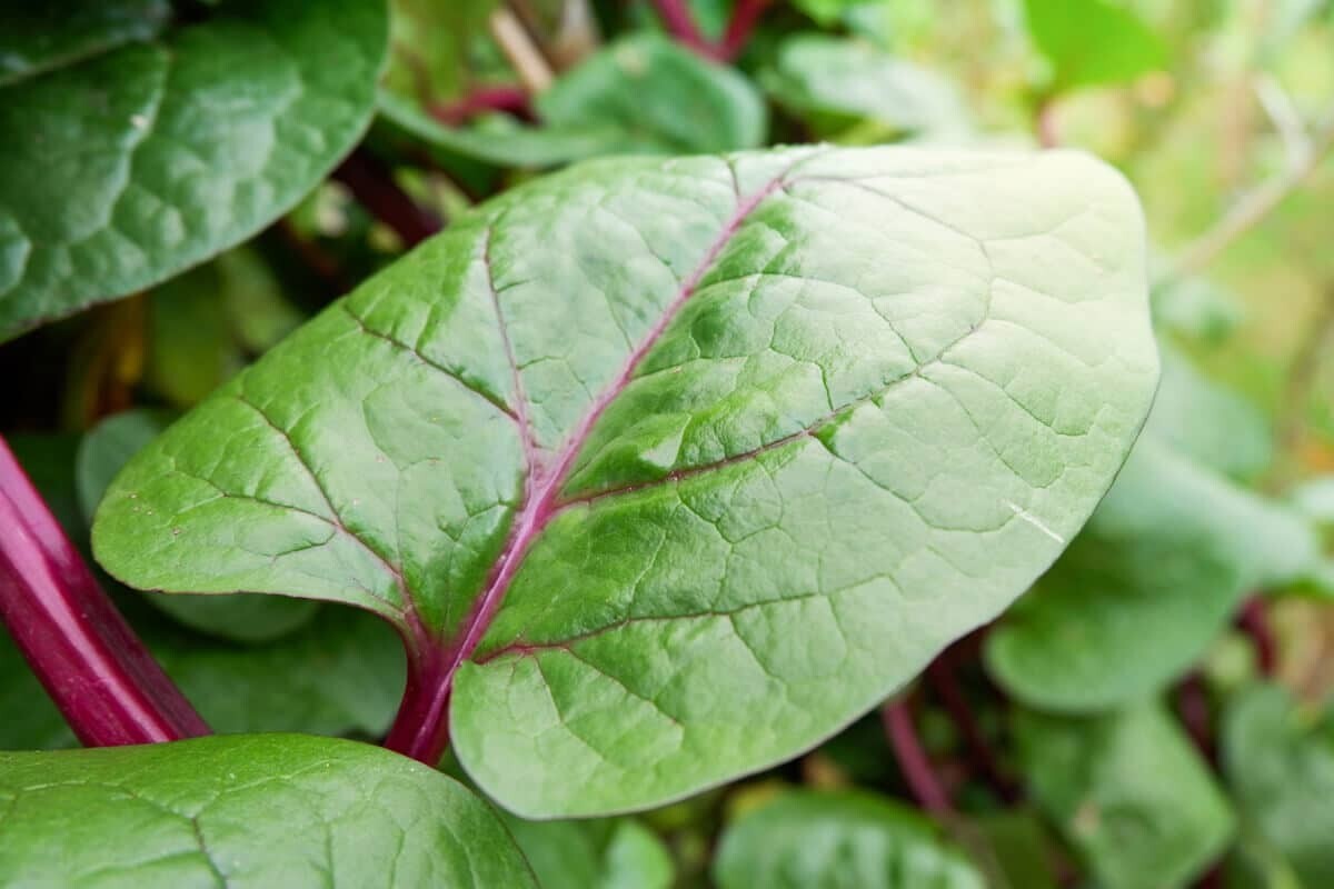 20+ Green Climbing Malabar Spinach seeds Heat Tolerant Aid Digestion Leafy Green