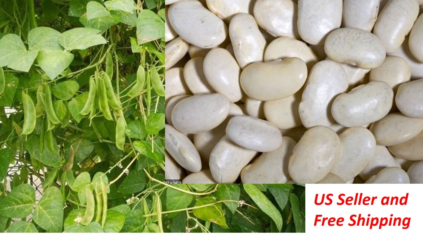 30 NON-GMO Large Lima Bean Seeds – US Seller and Free Shipping