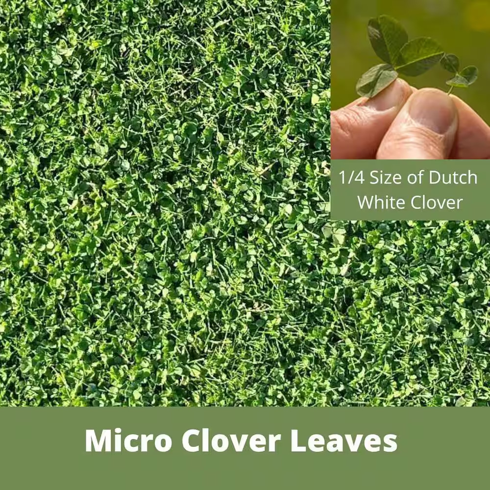 Micro Clover Alternative Grass Seed,Easy Spread,Eco-Friendly,Regenerative,Kid &