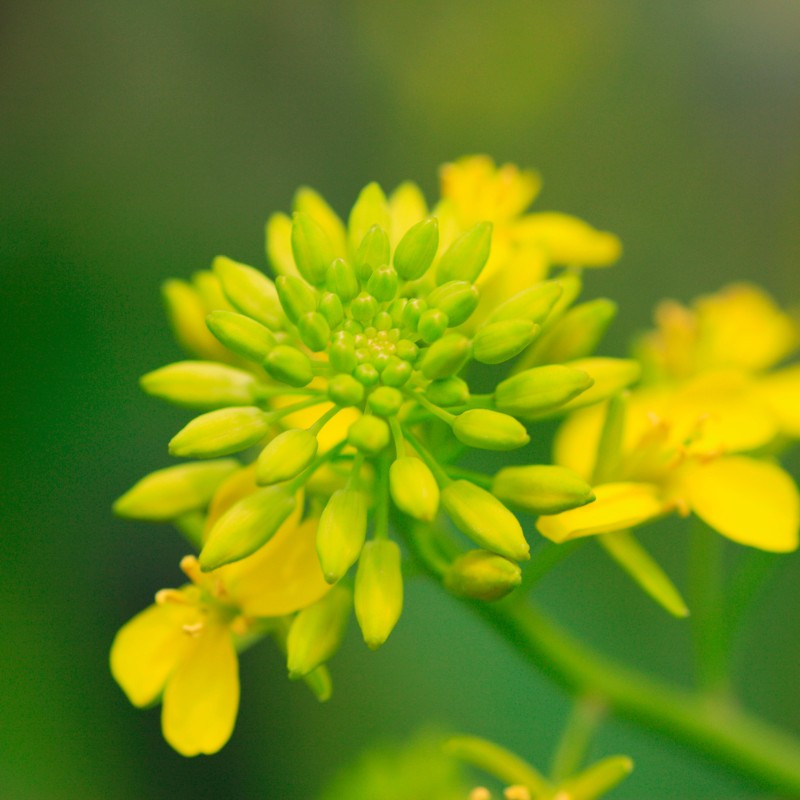 Brown Mustard (Brassica juncea) SEEDS