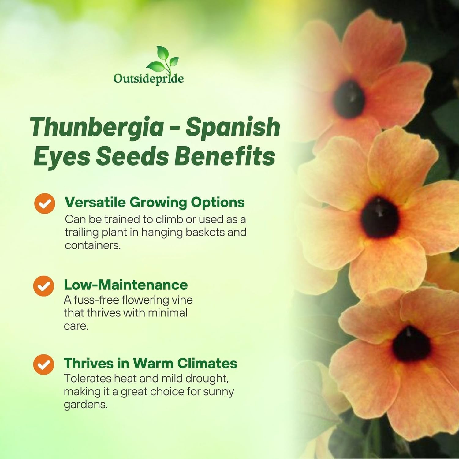20 Seeds Black-eyed Susan Thunbergia Alata Spanish Eyes Vines Plant Seeds