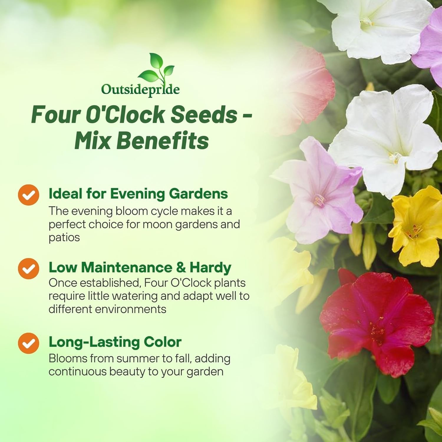 Fragrant Mixed Four O’clock Flower Seeds – 1 lb