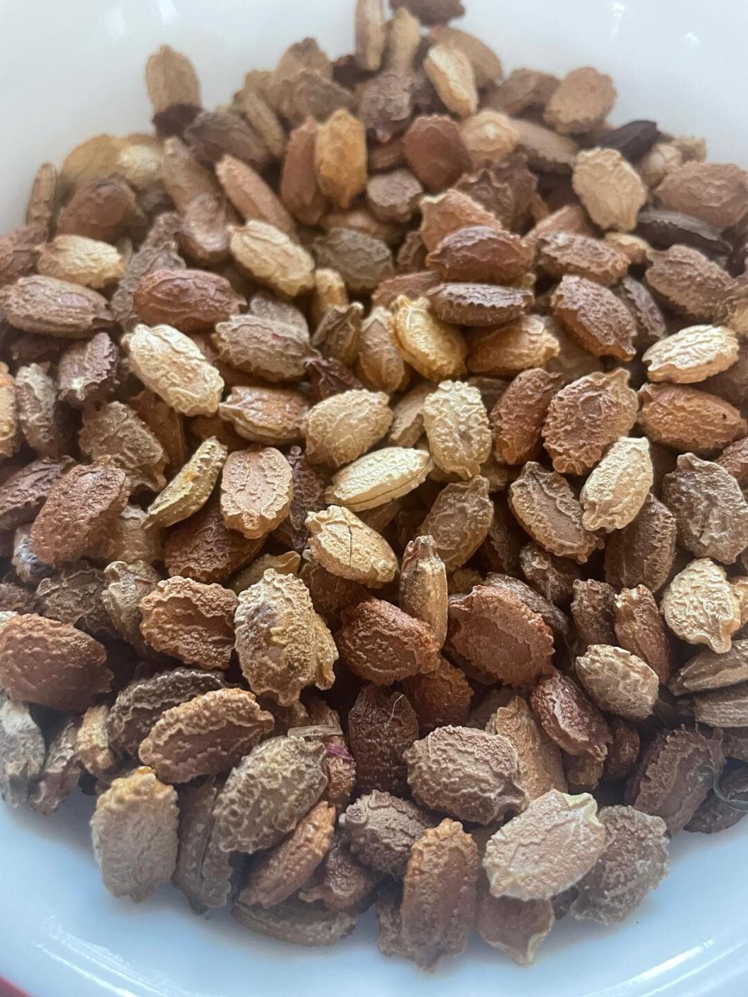 Indian Bitter Melon 10 Seeds–Organically Home grown!